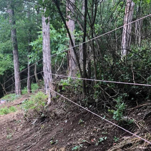 România va instala mii de kilometri de garduri electrice pentru protecția faunei sălbatice