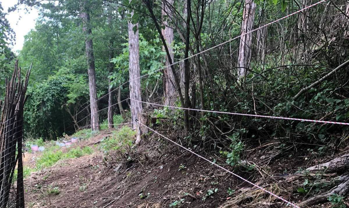 România va instala mii de kilometri de garduri electrice pentru protecția faunei sălbatice