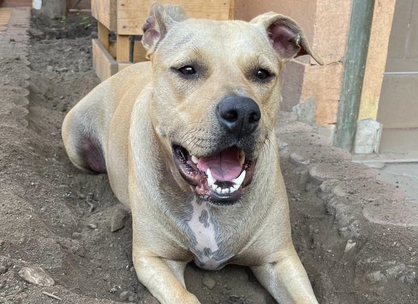 Primăria Aiud solicită sprijin pentru semnalarea cazurilor de abandon canin