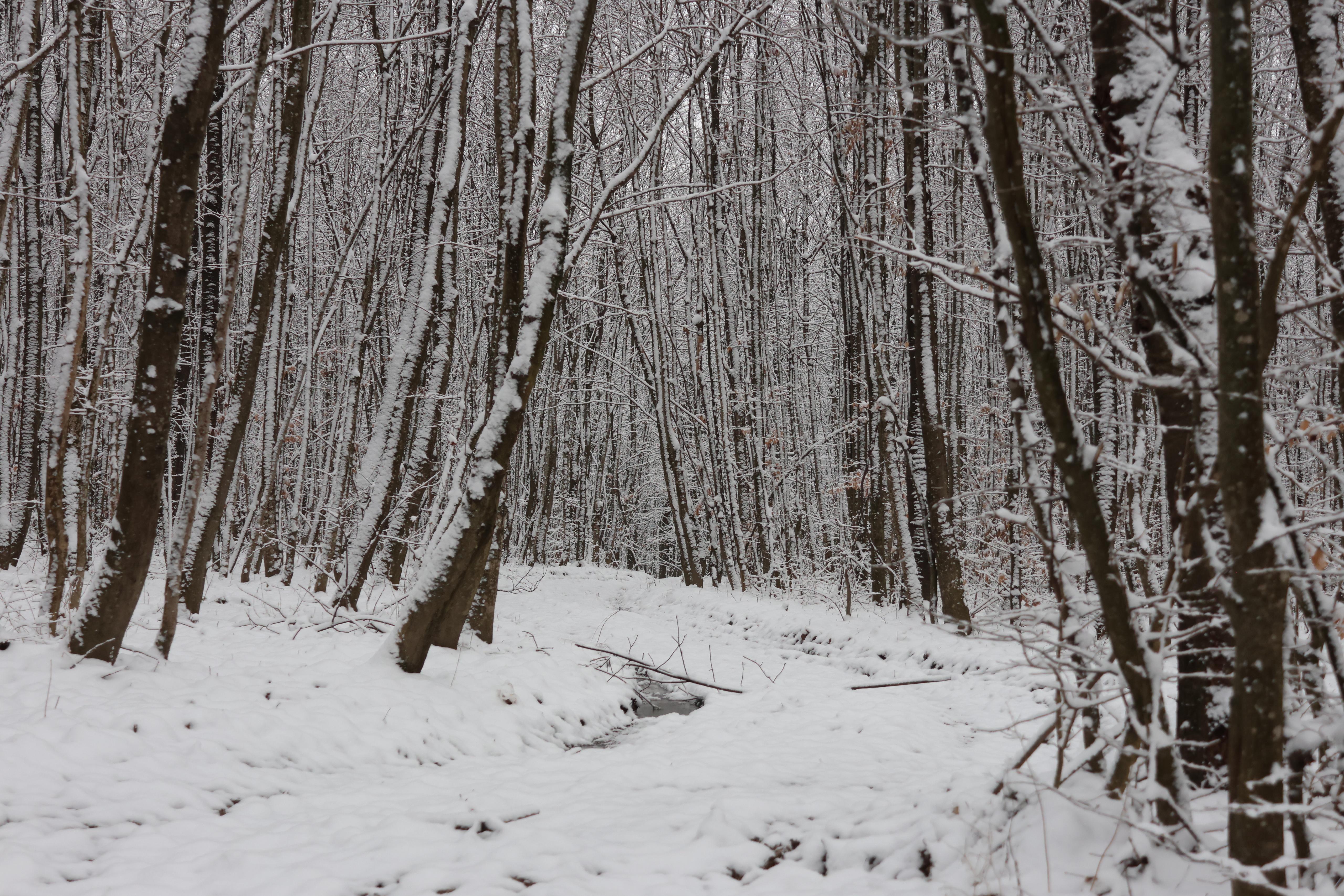 O pădure de un hectar din Botoșani, scoasă la licitație silită