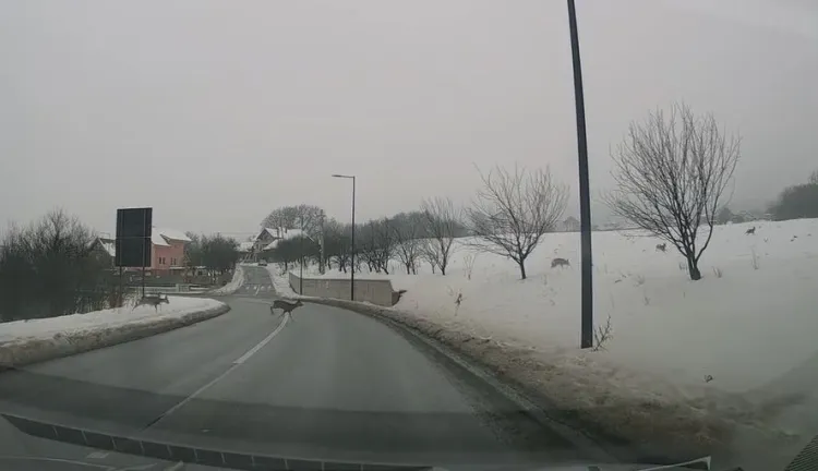 Turmă de căprioare traversează șoseaua la intrarea în Cluj-Napoca