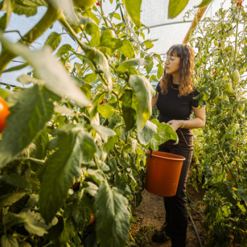 Prețurile legumelor de iarnă cresc din cauza costurilor ridicate la încălzire