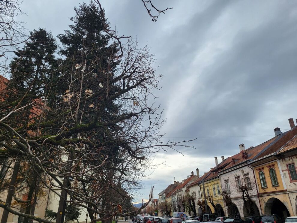 Consiliul Local Bistrița va dezbate tarifele de despăgubire pentru infrastructura verde