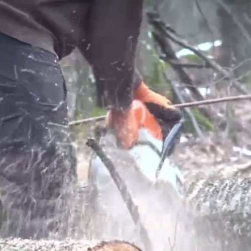 Nereguli grave în pădurea de la Băile Felix, descoperite de Garda Forestieră