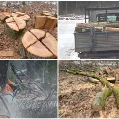 Tăieri ilegale descoperite în pădurea din Băile Felix