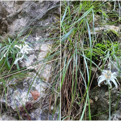 Sărbătoarea florii de colţ pe 5 martie în judeţul Alba: rezervaţia Scăriţa-Belioara gazda acestei plante rare şi frumoase.