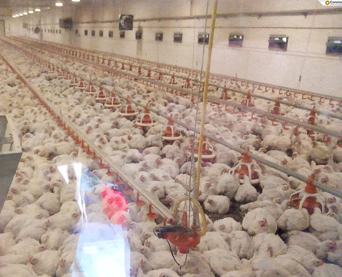 Trei ferme din Botoșani închise după controale ecologice