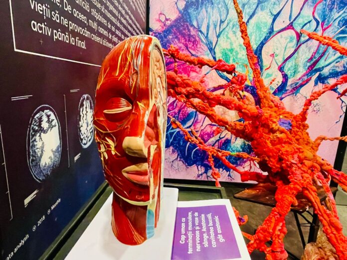 Expoziția The Brain: Mind & Emotions, deschisă la Auchan Titan