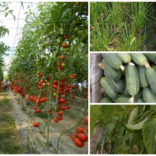 Legumicultorii din Giurgiu pot accesa ajutoare financiare în 2026