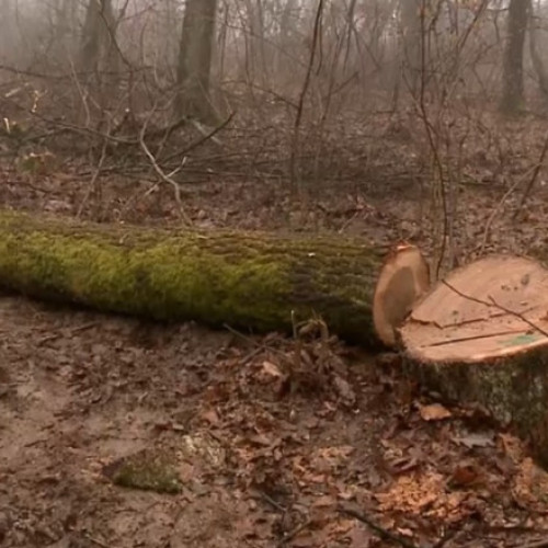 Tăieri ilegale descoperite în pădurea de la Băile Felix