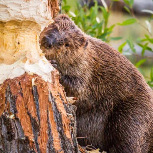 Invazia de castori provoacă distrugeri în Sfântu Gheorghe, Covasna