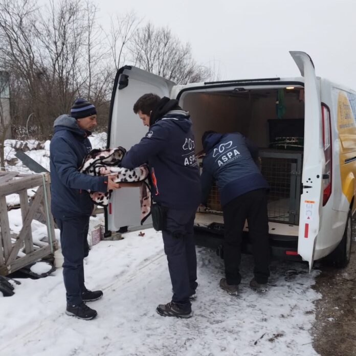 76 de câini ridicați în București, majoritatea pui abandonați