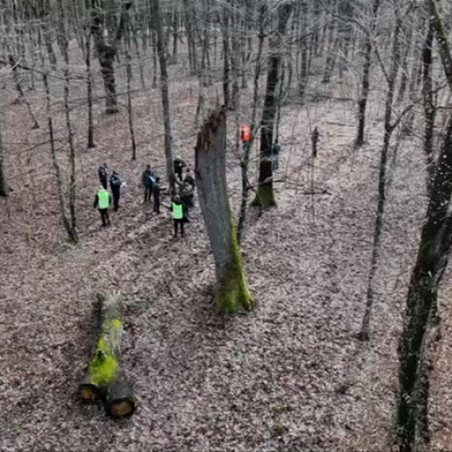 Video Supracontrol al Gărzii Naționale Forestiere după defrișările ilegale în pădurea din Băile Felix. Șeful instituției va verifica tăierile