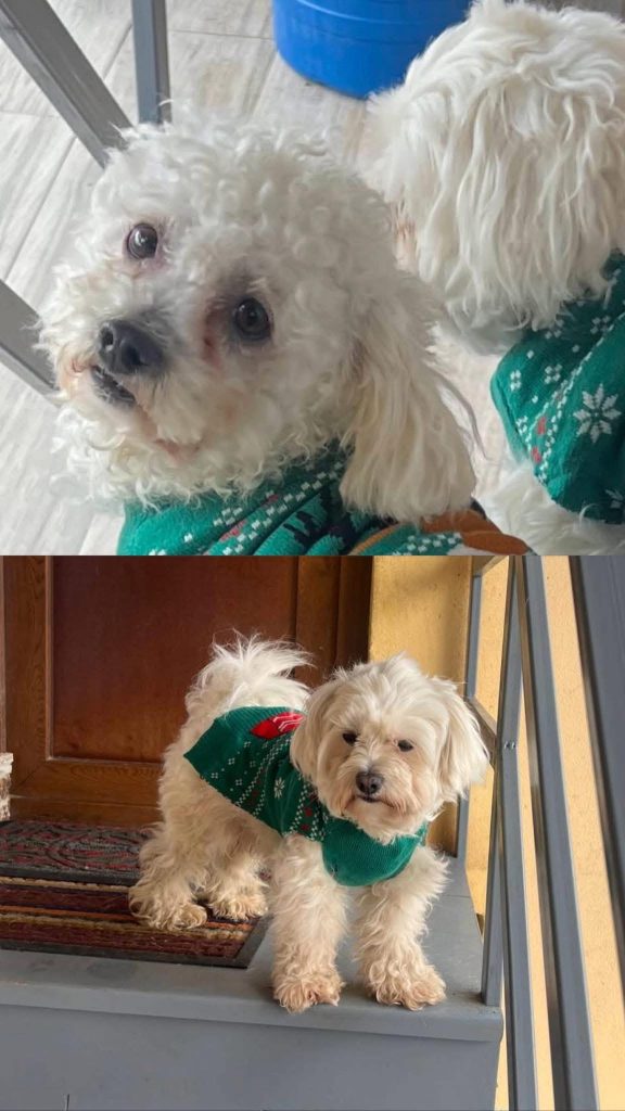 O familie din Târgu Jiu face apel după cățeii Aki și Nobbi