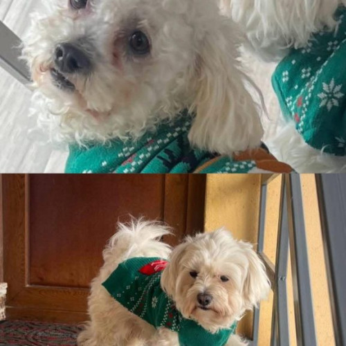 1.000 de euro recompensă pentru găsirea a doi căței Bichon dispăruți în Târgu Jiu!