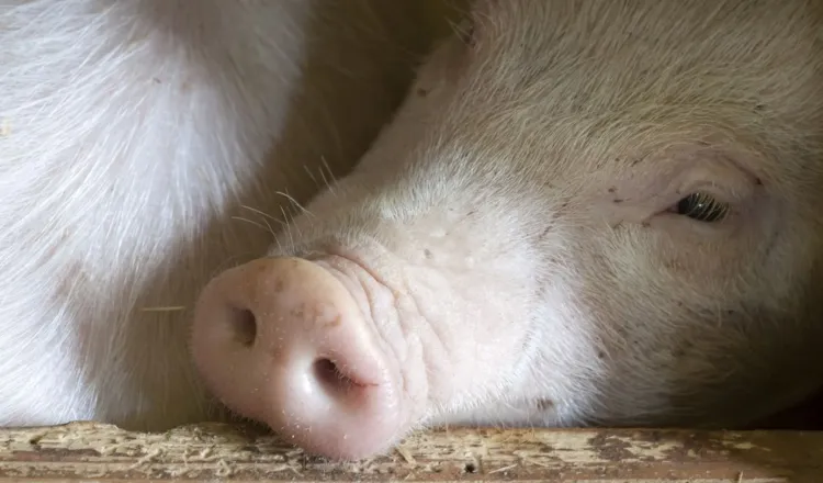 Focar de pestă porcină africană confirmat în județul Cluj