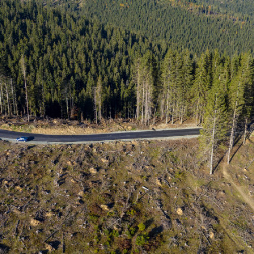 Pădurile României suferă din cauza defrișărilor și retrocedărilor ilegale