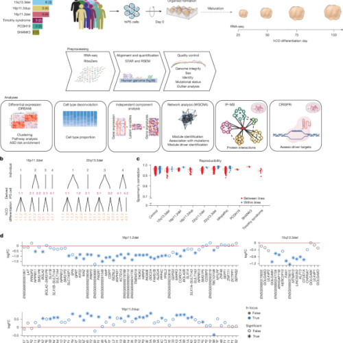 Convergență și divergență dezvoltamentală în modelele de celule stem umane ale autismului