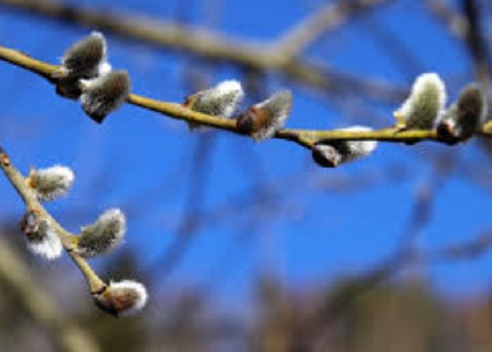 Estimări meteorologice: temperaturi mai ridicate, precipitații variate în februarie