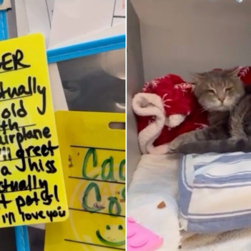 Sprijin pentru Wonder: Pisica cu urechi celebre speră să își găsească un cămin