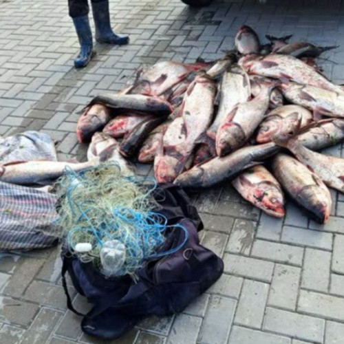 Descoperită rețeaua de braconieri piscicoli din Teleorman, activă în Giurgiu