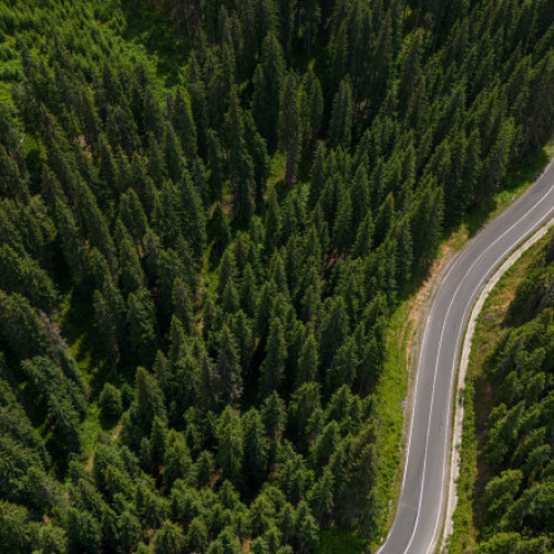 Octavian Berceanu critica lipsa împăduririlor în România față de tăierile ilegale