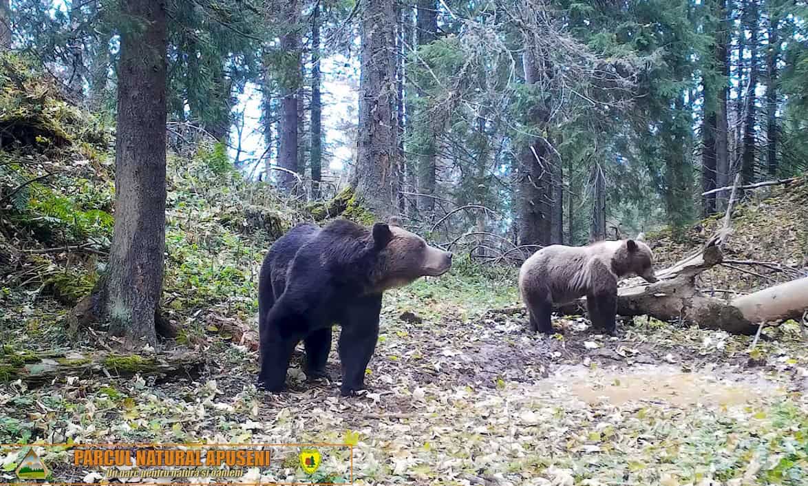 România celebrează Ziua Ursului pe 2 februarie