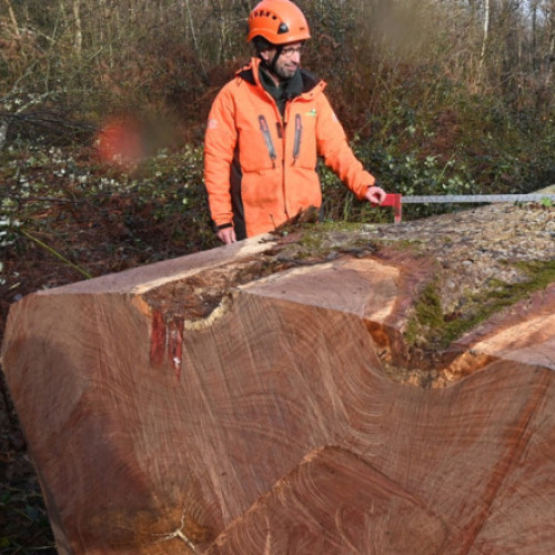 Tăierea unui stejar de 340 de ani, simbol al patrimoniului forestier din Franța