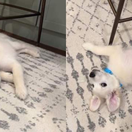 Un cățel Golden Retriever luptă curajos cu gheața într-un videoclip adorabil