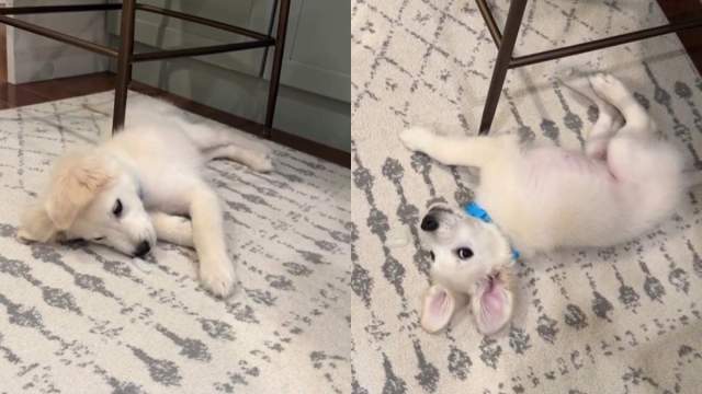 Un cățeluș Golden Retriever se luptă cu un cub de gheață în mod adorabil