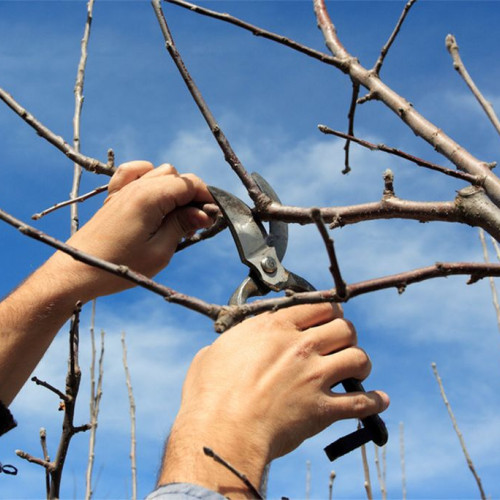 Curs dedicat pomiculturii la Bistrița în februarie 2026