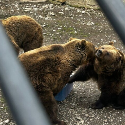 Grădina Zoologică din Târgu Mureș sărbătorește Ziua Ursului cu un eveniment special