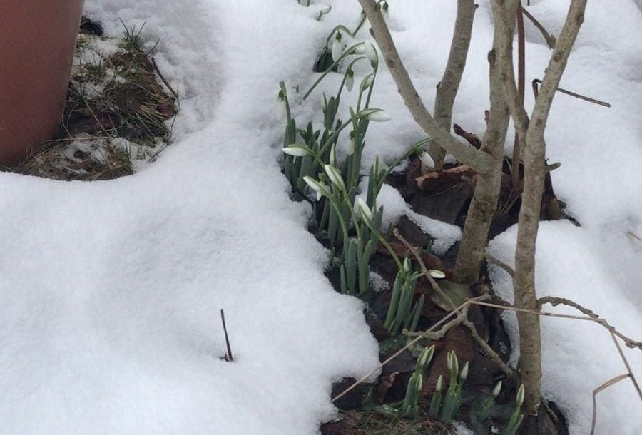 Primii ghiocei au înflorit la Lunca Ampoiței