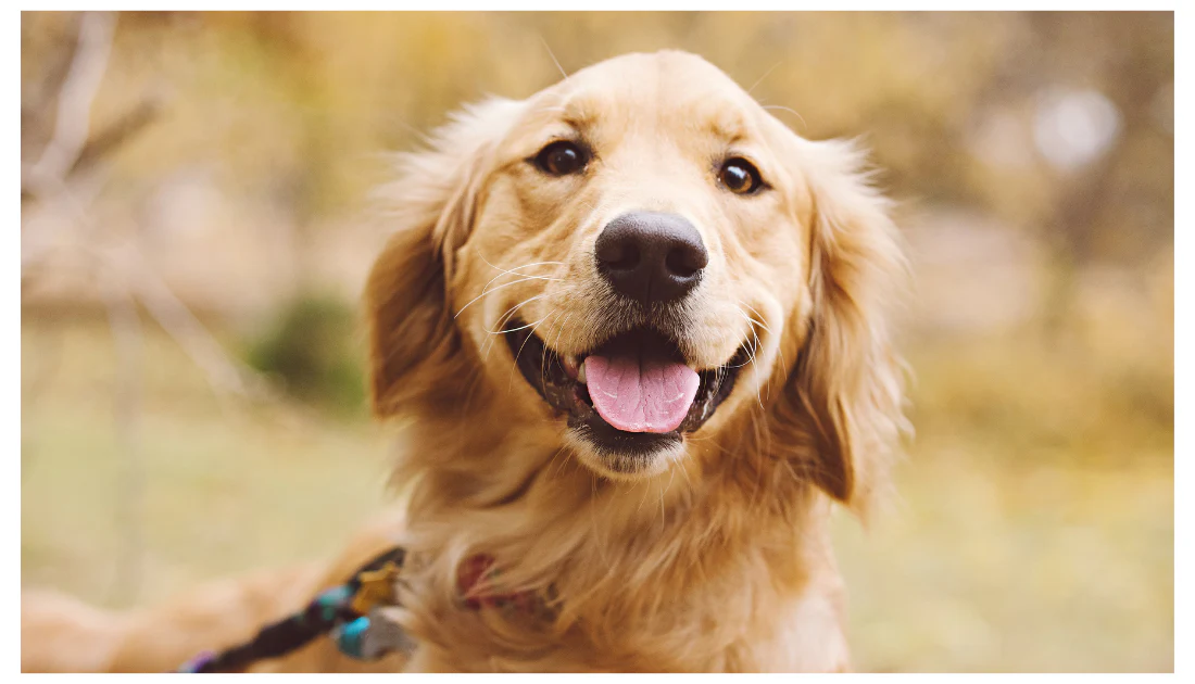 Golden Retriever Day: O sărbătoare globală dedicată câinilor prietenoși