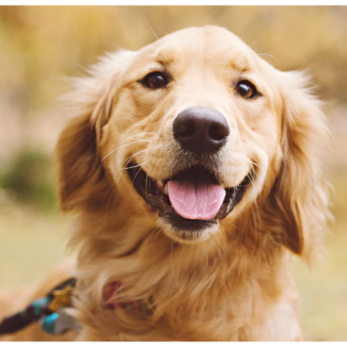 Golden Retriever Day: O sărbătoare globală dedicată câinilor prietenoși