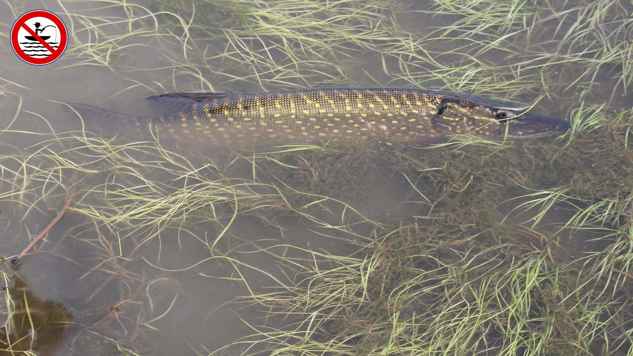 Pescuitul știucii interzis până în iunie 2026 în Delta Dunării