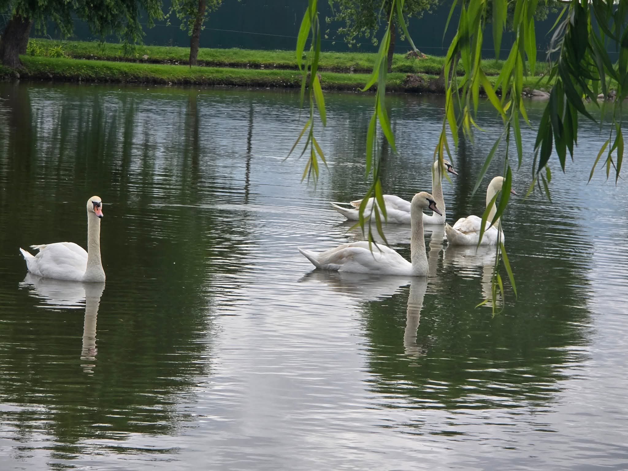 Lebăda Party din Târgu Jiu nu se va mai deschide în 2026