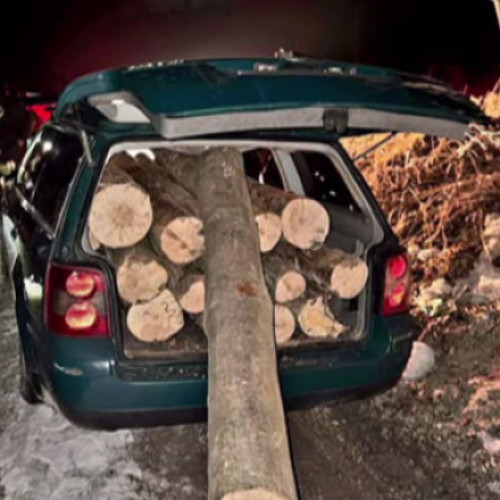 Bărbat prins cu 14 bușteni furați în Brașov