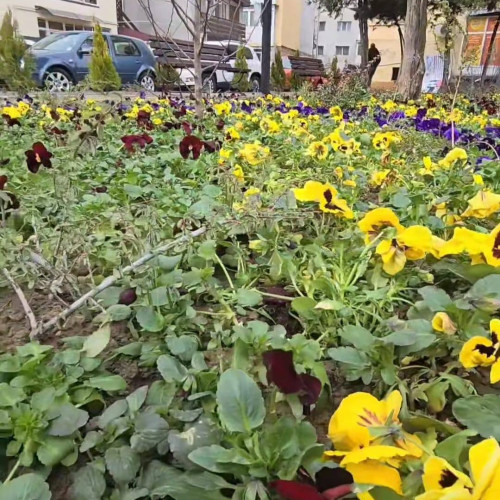 Modernizarea Cartierului Balaban: Lucrări pentru spații verzi și îmbunătățiri infrastructurale