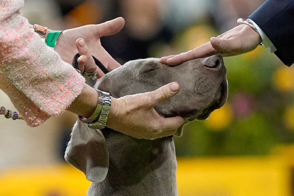 7 dogs competing for Westminster’s show big prize Tuesday night - AP News