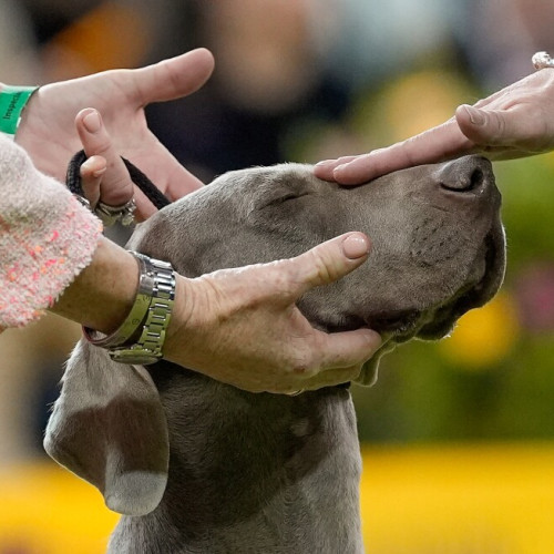 Penny, un doberman, câștigă premiul principal la Westminster