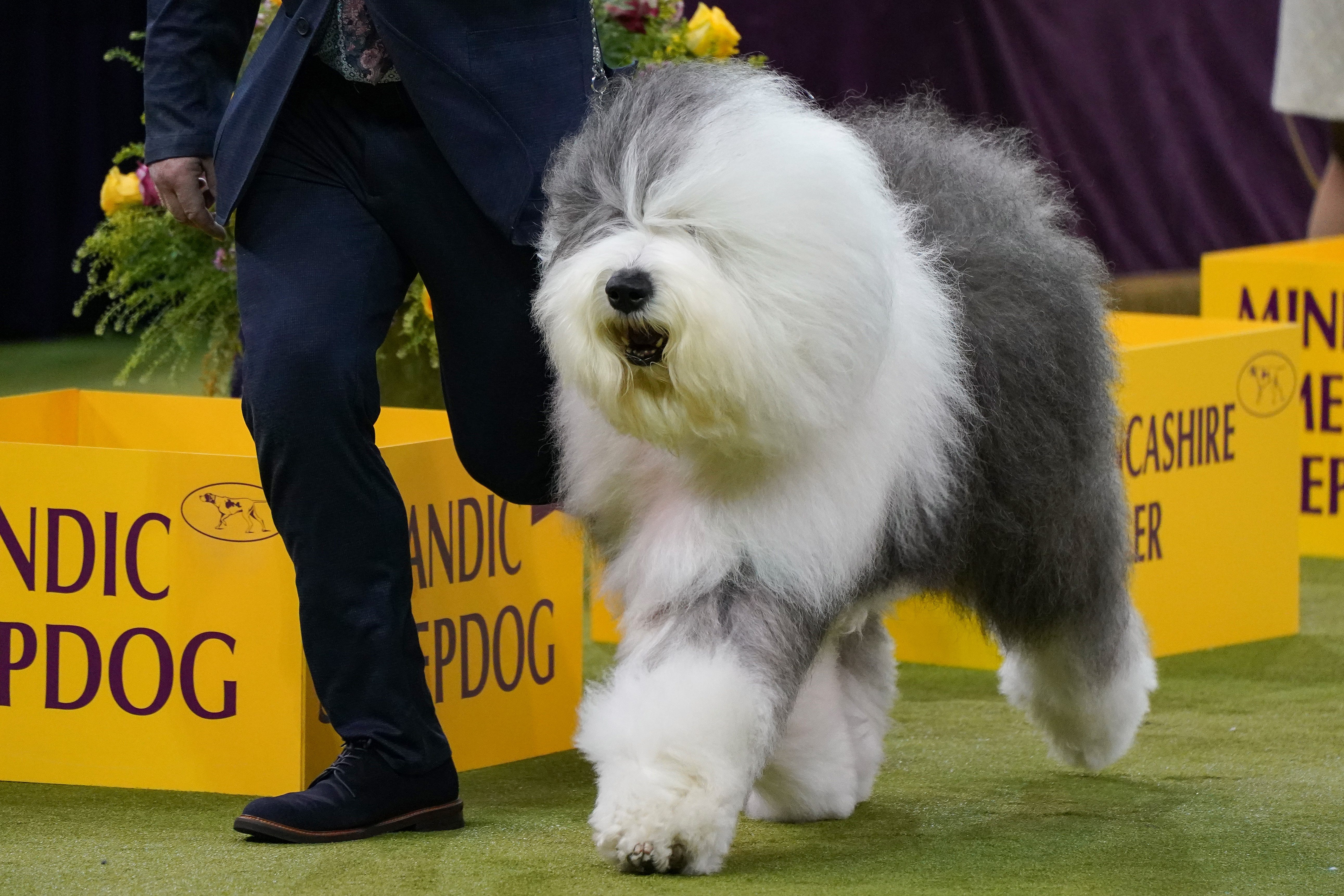 Westminster Dog Show 2026 results with winners for every group - USA Today
