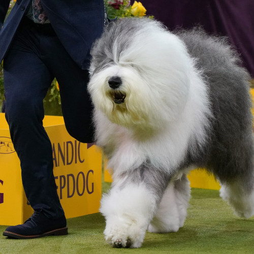 Rezultatele Westminster Dog Show 2026 cu câștigătorii pentru fiecare grup