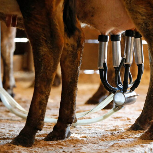 Pericolul laptelui crud: un nou-născut a murit din cauza unei infecții cu listeria