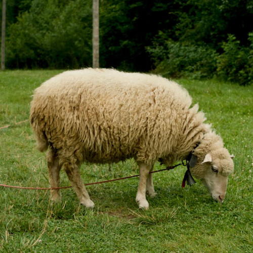 Furtișag la Bodești: Poliția a identificat doi suspecți în cazul unei oi furate