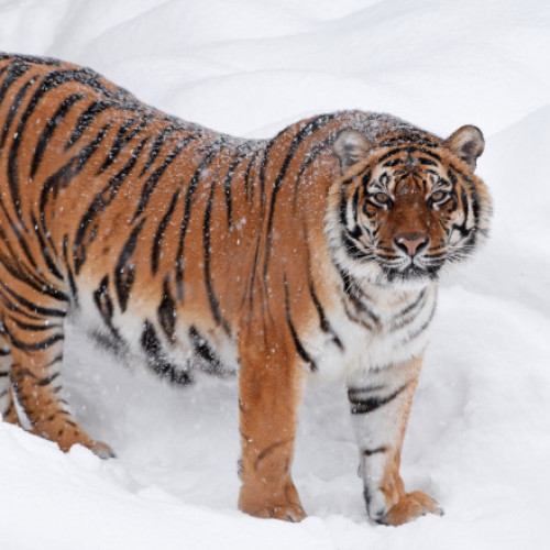 Tigru siberian captiv în Dâmbovița atrage atenția poliției