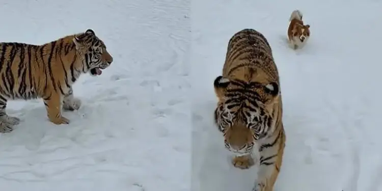 Un pui de tigru siberian captivează internauții pe TikTok