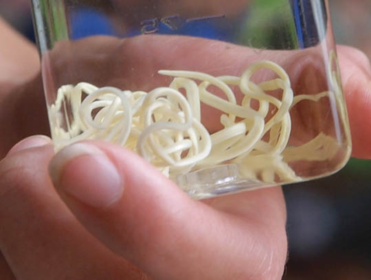 Boala viermelui de Guineea – aproape eradicată