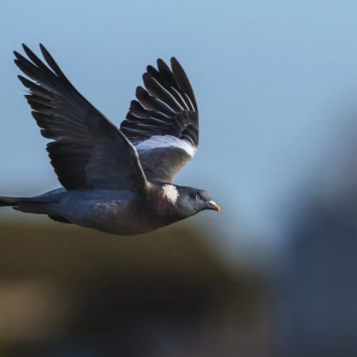 Rusia transformă porumbeii în „biodrone” cu cipuri implantate în creier