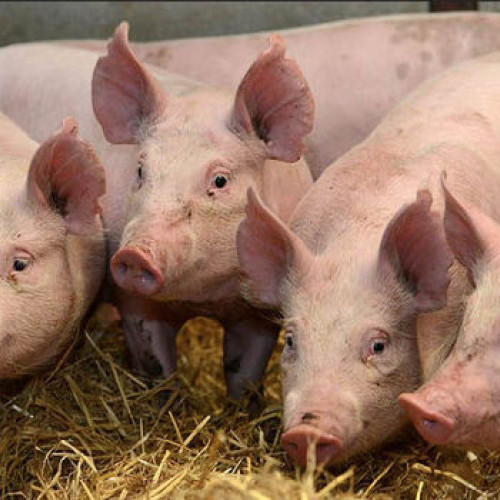 Focare de boli confirmate în județul Neamț